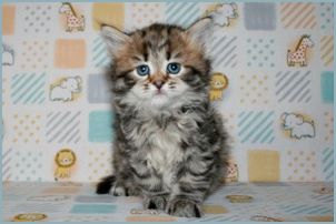 Female Siberian Kitten from Deedlebug Siberians